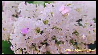 FLOWERS COLLECTION 30 WITH BEAUTIFUL EFFECTS BUTTERFLY 🦋✨🦋