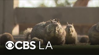 Wildlife experts warn public to stop feeding Santa Monica squirrels