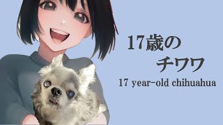 17歳のチワワ feat.可不