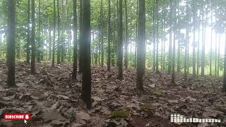 Kompilasi Lagu Yofie Dan Nuno