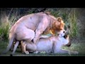 Leones Raspando Mating - sadasd