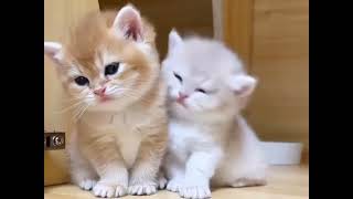 20 Minutes of the Worlds CUTEST Kittens! |adorable|tiny kitty #cutestkitty