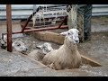 Dipping of Goats - Treatment of External Parasites - Livestock Production -003