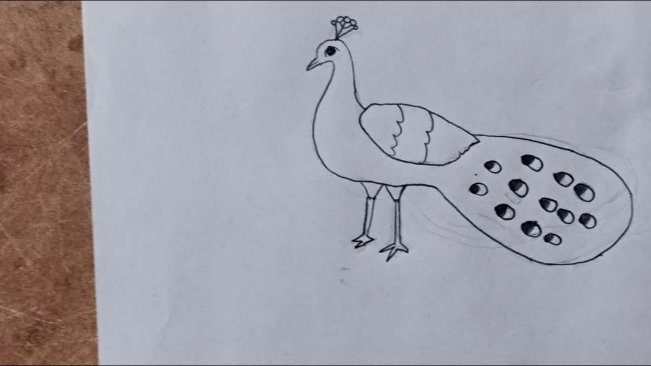 how to draw peacock drawing easy step by step 🦚 - YouTube