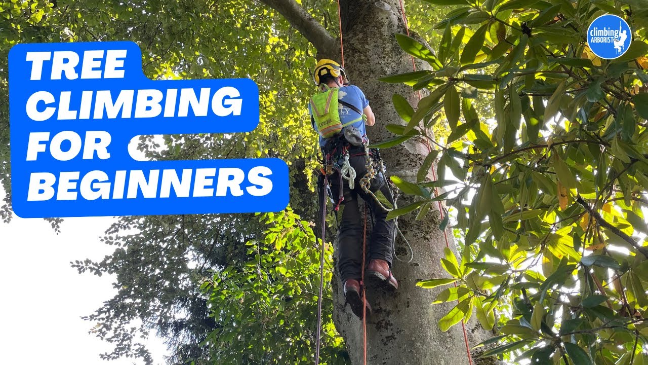 Basic climbing techniques: Basic tree ascent 