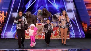 Dominguez Poodles Perform Fun Tricks Americas Got Talent 2019 - Fantastic Animal Act