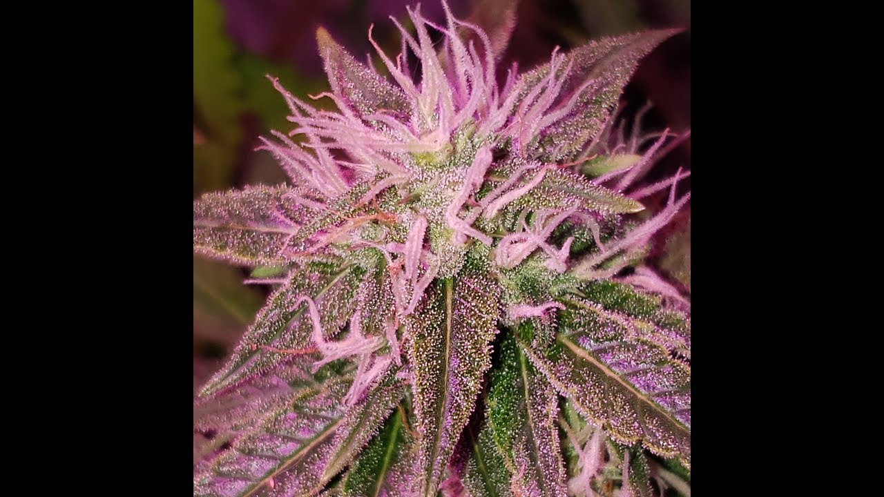 🔴Purple Cheese Autoflower By Autoseeds 🔴