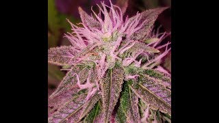 🔴Purple Cheese Autoflower By Autoseeds 🔴