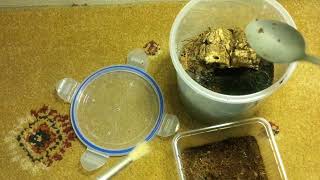 Rehousing The Female Cyclocosmia Ricketti Chinese Hour Gl Trapdoor Spideror Oreao Spider