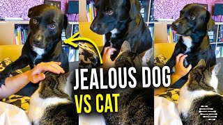 Jealous Dog Doesn’t Want to Share Owner’s Hand With Cat