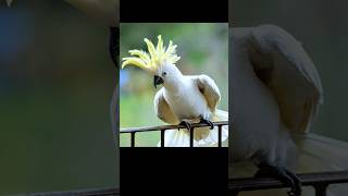 Bokeh Bird Magic | Australian Wildlife in Stunning Detail #australianbirds #birds