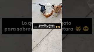 El final de este gato te va a emocionar 🐱❤️‍🩹