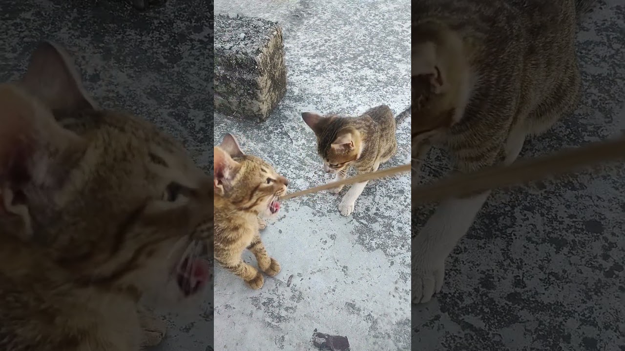 cute cat mini vlog 😄#minivlog #catvlog #cats