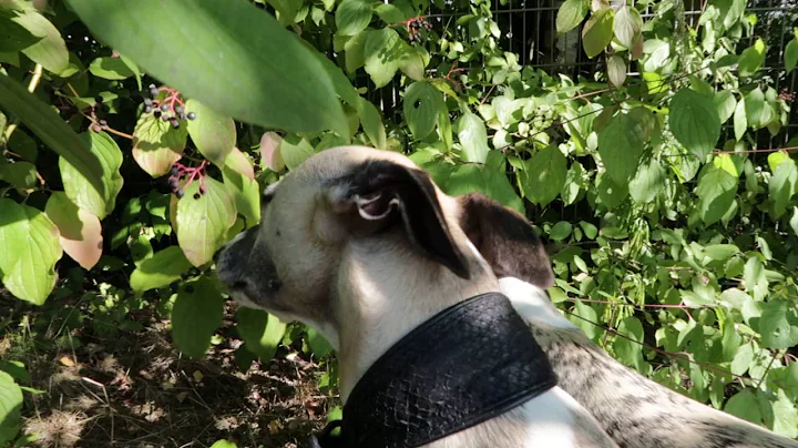 Two whippets having a snack