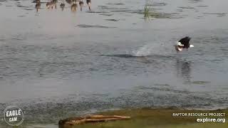 Mississippi River Flyway | Bald eagles succesfully hunting a duck