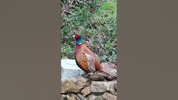 Pheasant call 🧿#birds #nature #shorts