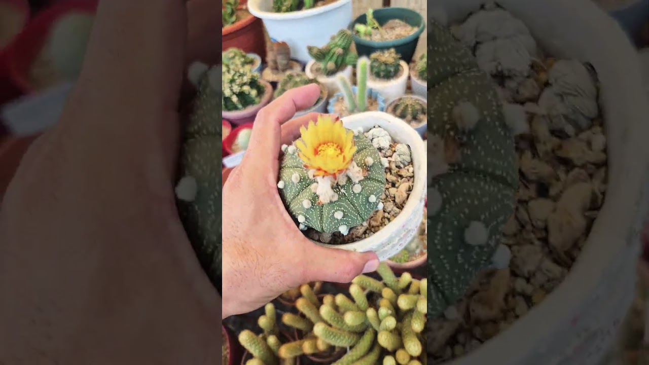 Almost There! 🌸 Astrophytum Asterias Just About to Bloom 😲✨