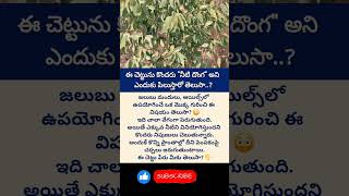 #Eucalyptus #TreeFacts #NatureFacts #TeluguFacts #DidYouKnow #Shorts