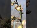 Will Blueberries Revolutionize High-Altitude Farming? #blueberryindia #orchard #shorts