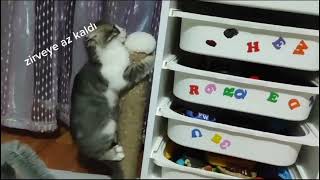 Azıcık pisi-kopat gociş 💖😻#cat #cat #kitten #funnyvideo #kediaşkı by EFULİNİN CANLARI 57 views 21 hours ago 1 minute, 12 seconds