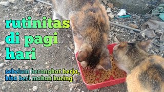 rutinitas sebelum berangkat kerja, beri makan kucingkucing