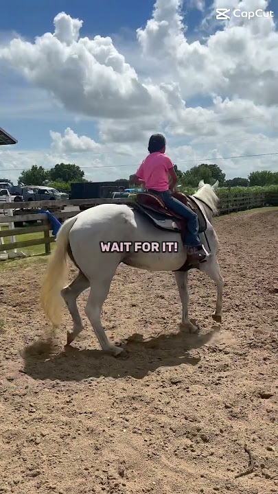 #horses #horse #equestrian #goals #dream #nova #bella #bella&nova #love