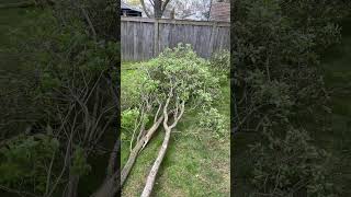 EGO 16” Battery Chainsaw worth the money? You bet your butt! #chainsaw #chainsawman #landscape #diy
