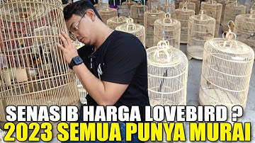 PENJUAL NANGIS ! RIBUAN EKOR MURAI BATU DI OBRAL NGABISIN STOK ANJLOK PARAH KAYA LOVEBIRD OMBYOKAN