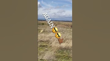 Army Ordnance #military #army #shorts #ordnance