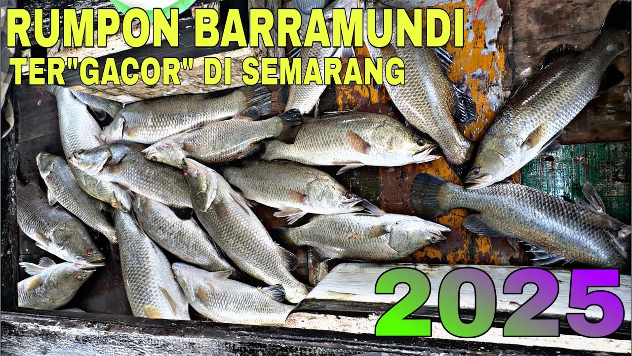 Mendekati musim baratan, rumpon kakap putih ini semakin ngeri gondolannya