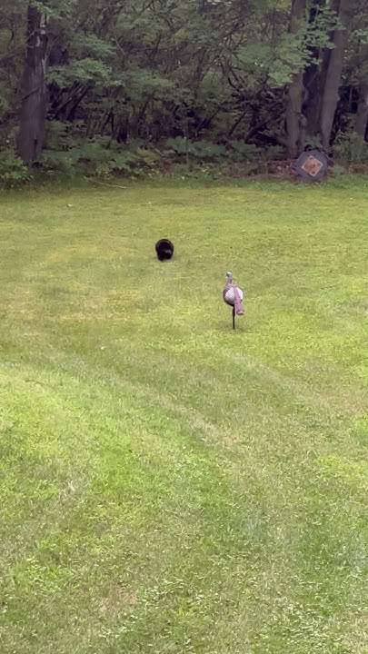 did-i-disturb-you-and-turkey-witch-nature-northernontario