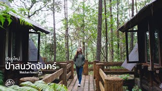 เที่ยวป่าสนวัดจันทร์ กัลยาณิวัฒนา เชียงใหม่ | EP.54 Watchan Forest Park