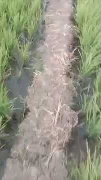 .wong mlayu nang tengah sawah pengin kentu