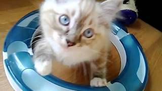 cute kitten playing (he loves his toy!) by carameldreams 3,464 views 8 years ago 25 seconds