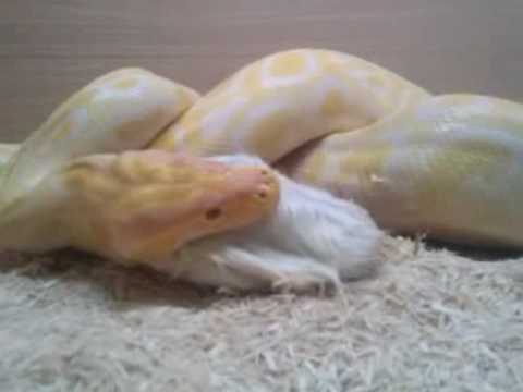 Albino Burmese python eating extra large rat - YouTube