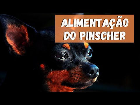 Video: Förbättra din Miniature Pinscher Skin & Coat With This One Simple Hack