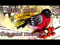 How to make Felted bird. Валяние снегиря из шерсти. [DIY]