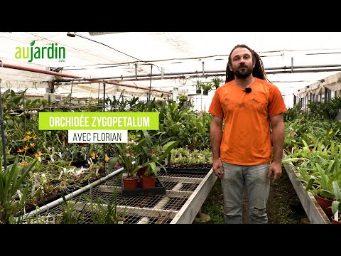 Vidéo: Orchidées Zygopetalum: description, méthodes d'entretien à domicile et photos