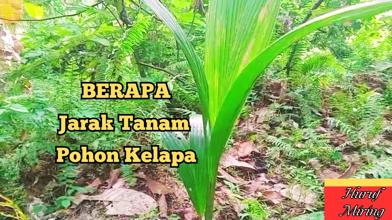 Jarak tanam ideal pohon Kelapa
