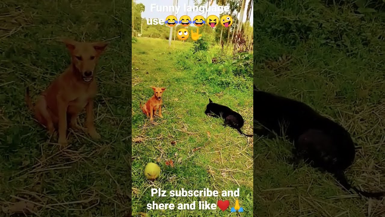 Funny Word Use This Video Hahaha What Funny Short Video shorts funny Funny Word Use This Video Hahaha What Funny Short Video shorts funny