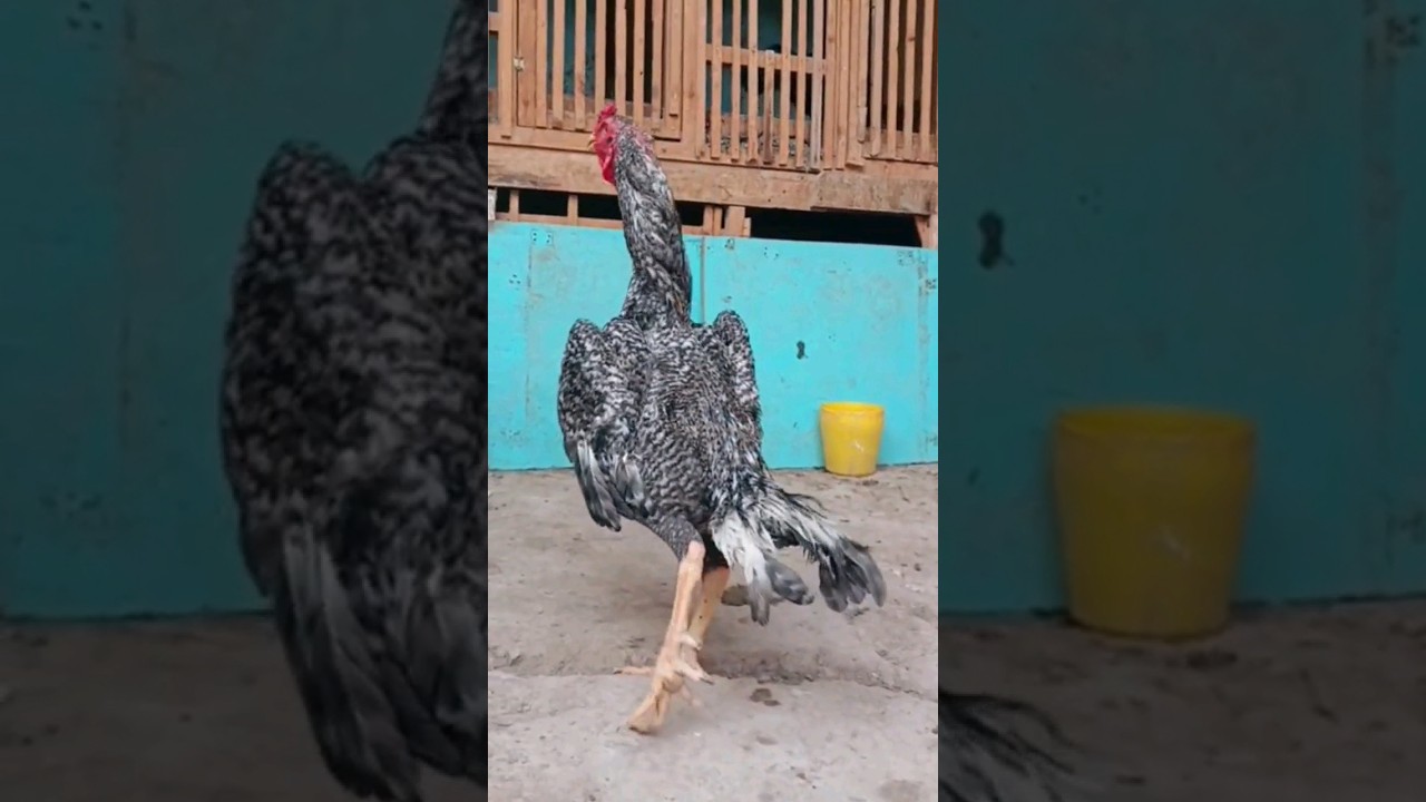 sisarka par 🔥 Tomoshaga 🔥        