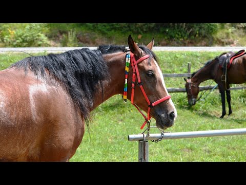Βίντεο: Aneurysm - Άλογα