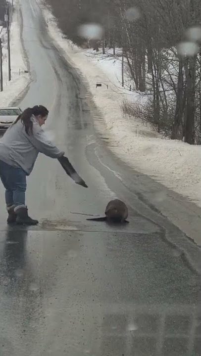 Sister Tries to Move Beaver off Road Using Car Floor Mat || ViralHog