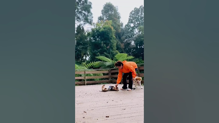 DIJAMIN SERU!! TRICK & TREK SAMA DOGGIES DI KAKI GUNUNG SALAK #trekking #dog #dogshorts