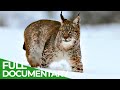 The Lynx is Back | Free Documentary Nature