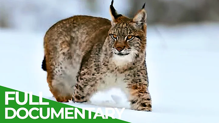 The Lynx is Back | Free Documentary Nature - DayDayNews