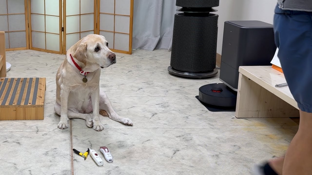 예상치 못한 물건을 놓자마자 표정으로 욕하는 리트리버ㅋㅋ