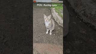 Kucing Lucu Gemoy Bikin Gemes #viral #video #trending #fyp Funny Cute excited Adorable Cat