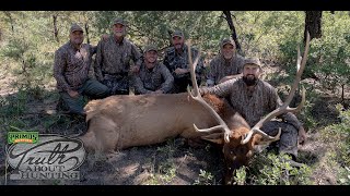 High Country Elk