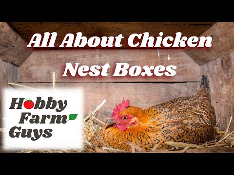 Video: Găinile vor folosi cutii de cuib?